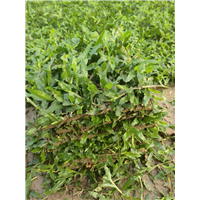 广东大叶油草 