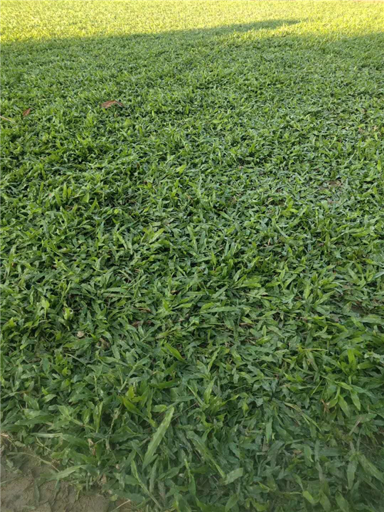 广州大叶油草 