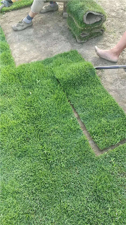广州草坪 