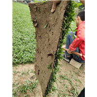 湛江大叶油草 