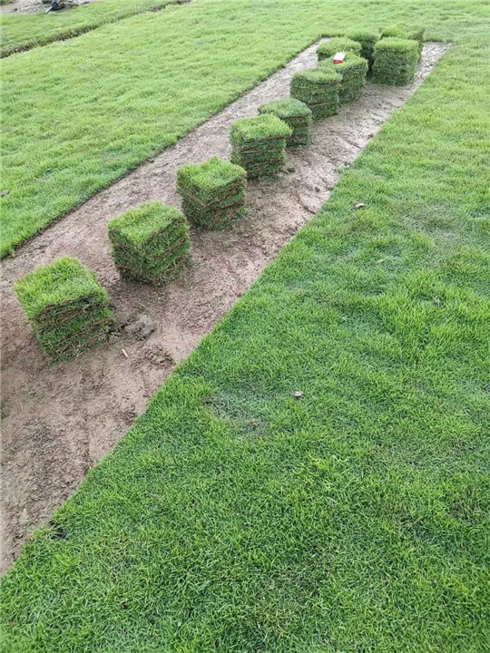 广州台湾草皮基地 