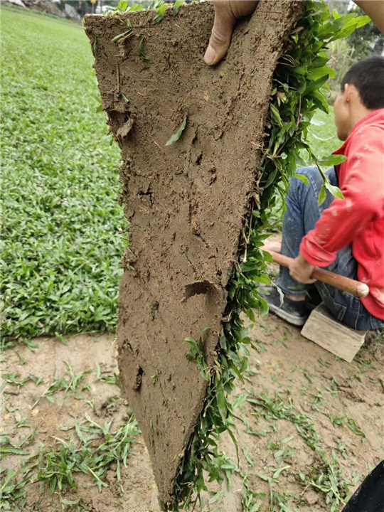湛江大叶油草 