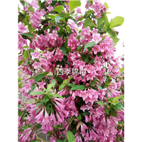 哈尔滨花卉 