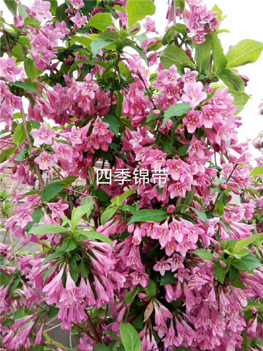 哈尔滨花卉 