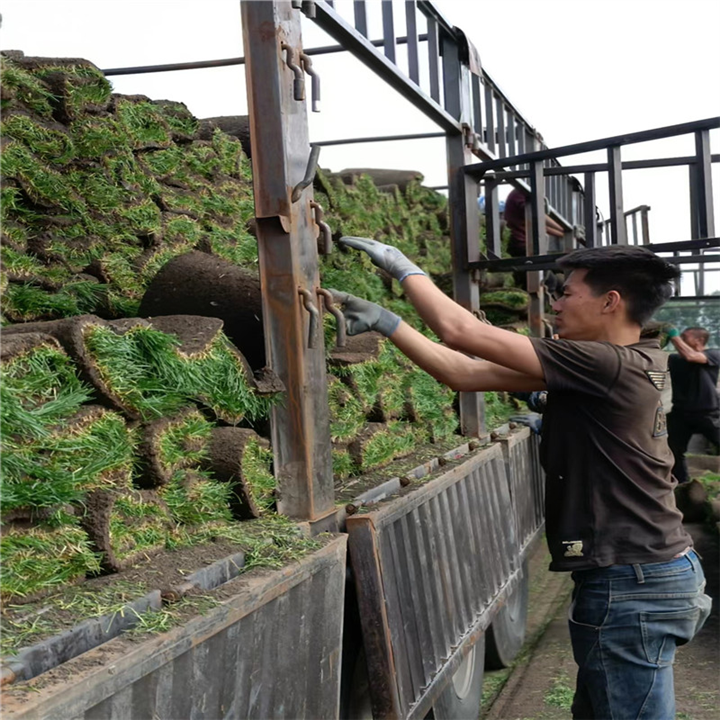 哈尔滨草坪