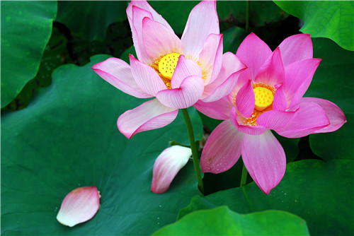 杭州荷花苗批发