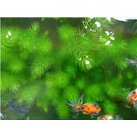 上海沉水植物批发