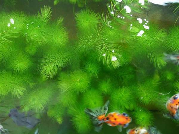 上海沉水植物批发