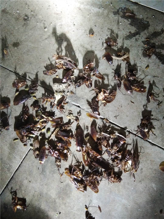 宁波灭白蚁灭蟑螂专杀白蚁的药白蚁药粉