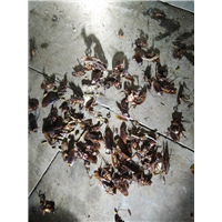 宁波灭白蚁灭蟑螂专杀白蚁的药