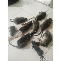 宁波灭鼠灭鼠也可以及时找专业