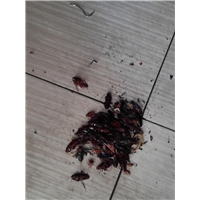 宁波灭鼠物业杀虫灭鼠解决方案