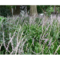 山东麦冬种植基地