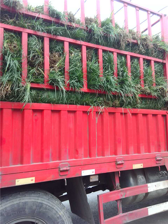 菏泽麦冬草