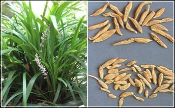 菏泽麦冬苗