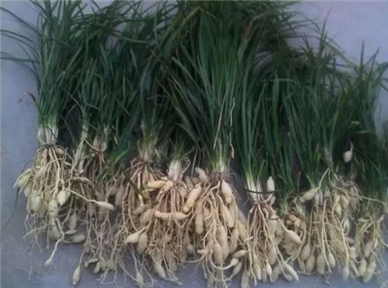 山东麦冬苗种植基地