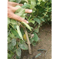 河北金银花介绍 
