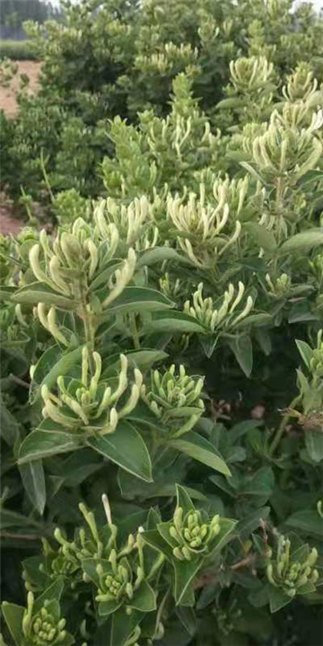 河北金银花怎么养 