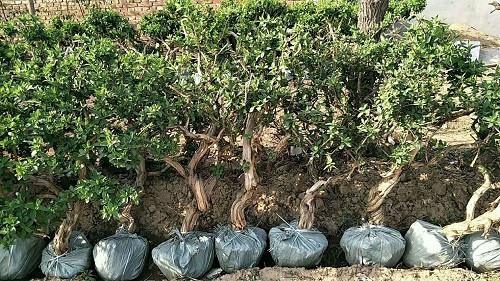 河北金银花树可以嫁接什么树 