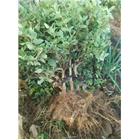 药用河北金银花苗的栽培 