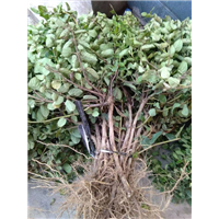 河北金银花整形修剪的原因 