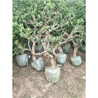 河北金银花什么时候开花 