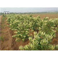 河北金银花树形金银花的种植技术 