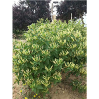 河北金银花树型修剪技术 