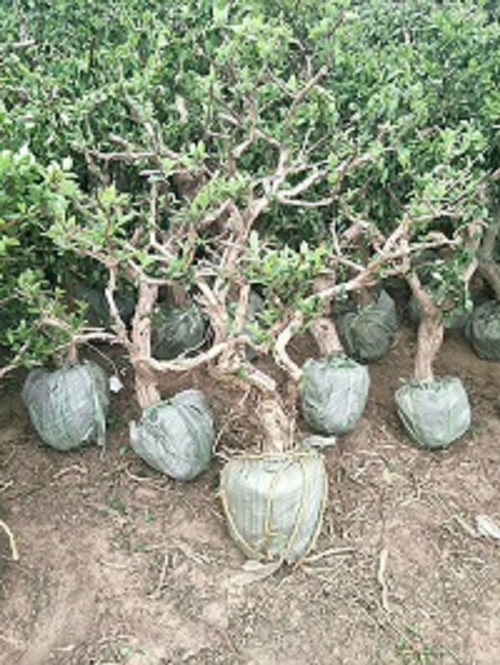 河北金银花什么时候开花 
