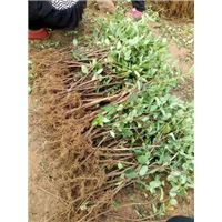 河北金银花苗多少钱一棵 