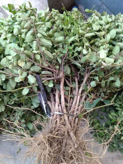 河北金银花整形修剪的原因 