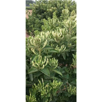 河北金银花怎么养 