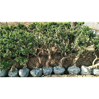 河北金银花树可以嫁接什么树 