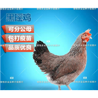 高州鸡苗