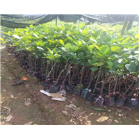 泰国八号菠萝蜜苗批发