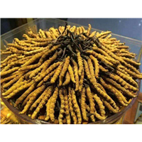 珠海冬虫夏草回收 