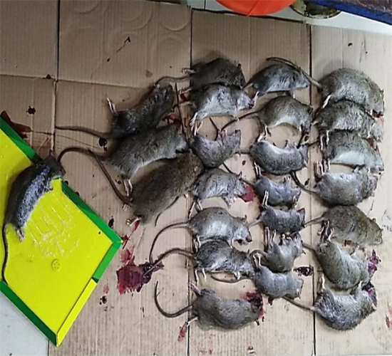 舟山专业灭鼠电话