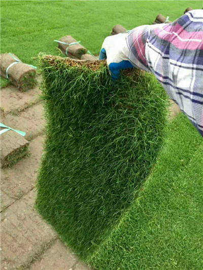 句容草坪