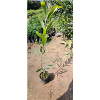 小叶相思苗基地直销