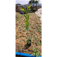 台湾相思苗基地批发 