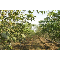 河北核桃苗基地