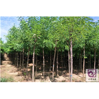 河北刺槐苗栽培技术
