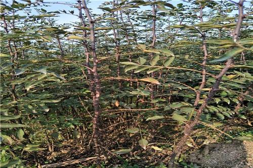 河北花椒苗分布范围