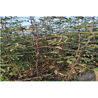 河北花椒苗分布范围