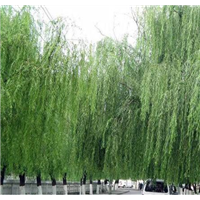 山东柳树