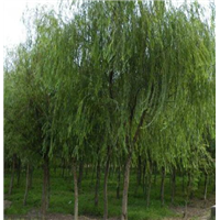 山东柳树