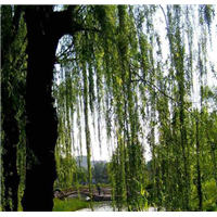 山东柳树