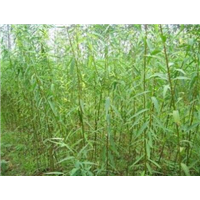 山东柳树