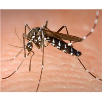 清远专业灭蚊子清远恒诚有害生物防治有限公司 