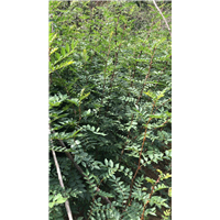 山西花椒苗的栽培技术 